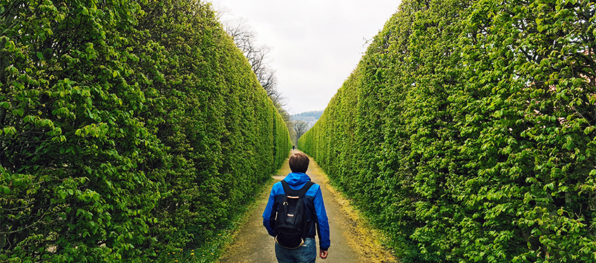 Person Walking Through Green Hedge Pathway